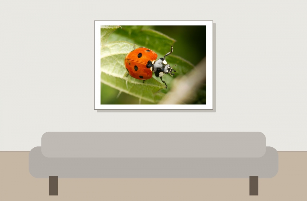 Seven-spot Ladybird in Joigny
