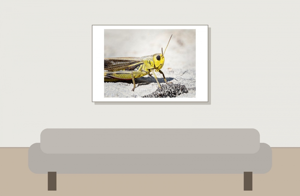 Arcyptera Fusca — 20250811 — 60 × 40 cm