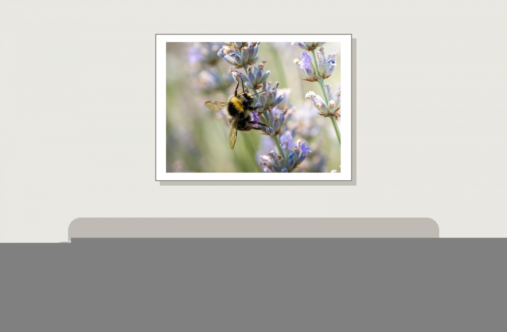 Bombus Pratorum — Venoy — 40 × 30 cm