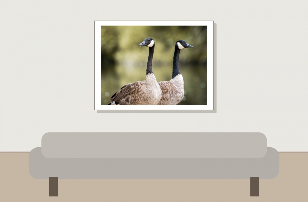 Branta Canadensis — Bois de Boulognes — 40 × 30 cm