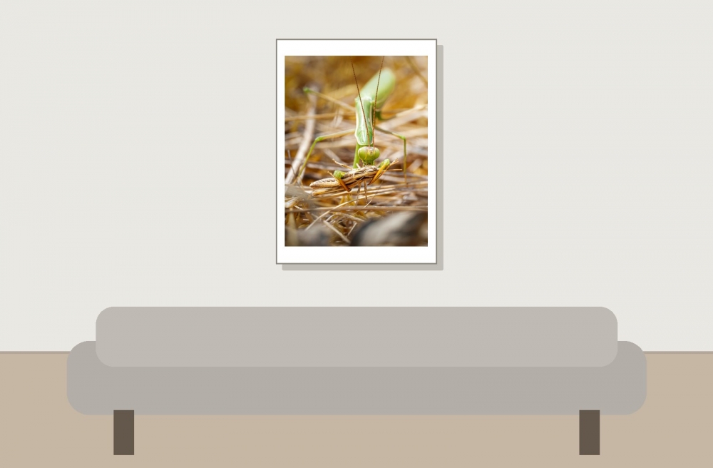 European Praying Mantis in Venoy — 50 × 70 cm
