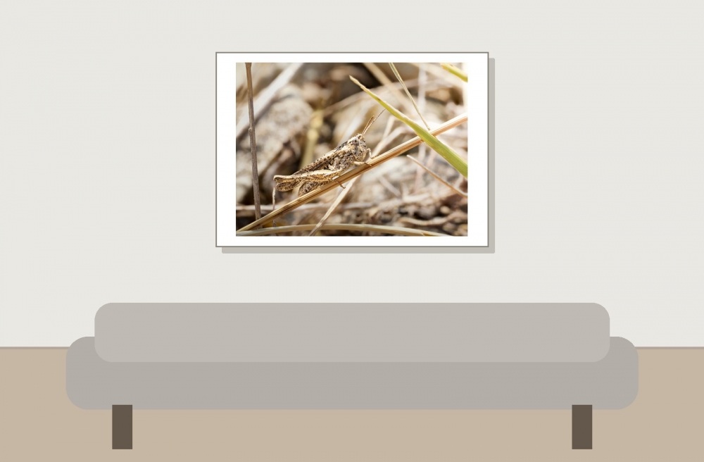 Chorthippus Biguttulus Group — Venoy — 70 × 50 cm