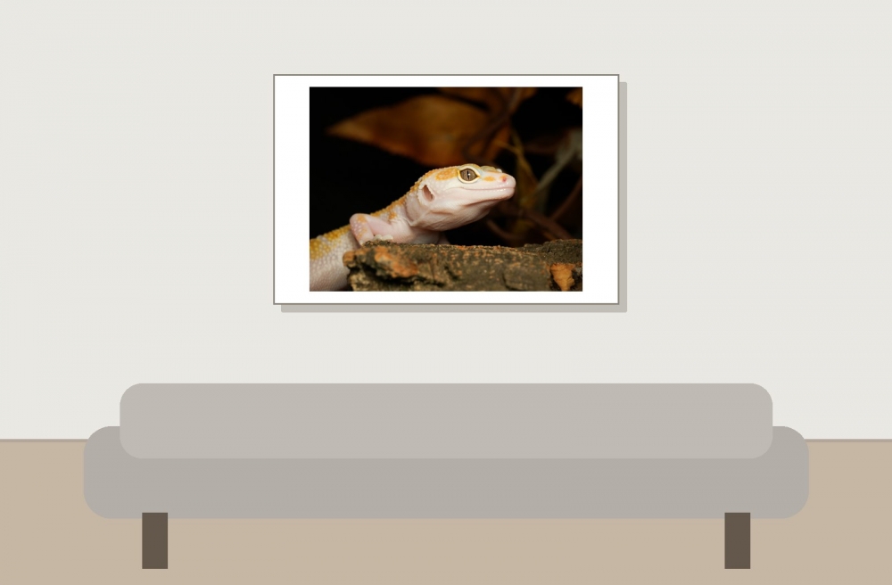 Eublepharis Macularius — 20251114-2025-11-15 — 60 × 40 cm