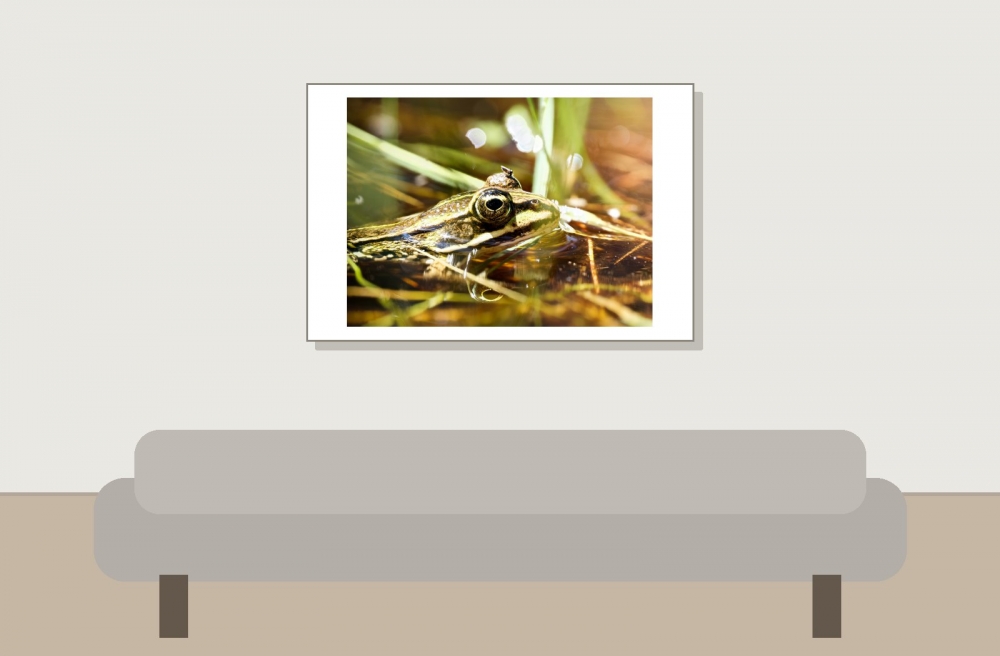 Water Frog in Mézières-en-Brenne — 60 × 40 cm