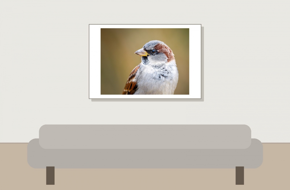 House Sparrow in 20251201 — 60 × 40 cm
