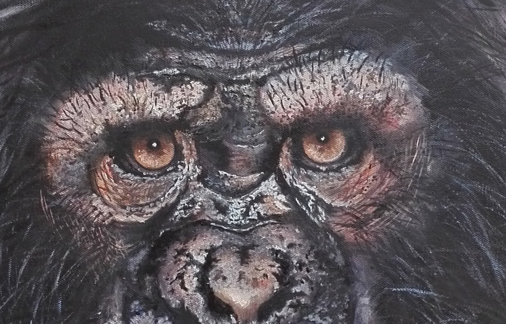 Chimp