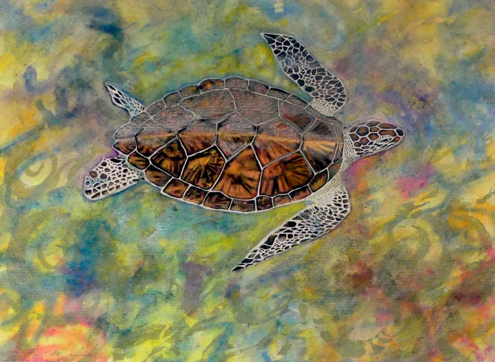 ' Liquid Light ' Hawksbill Turtle of Aldabra