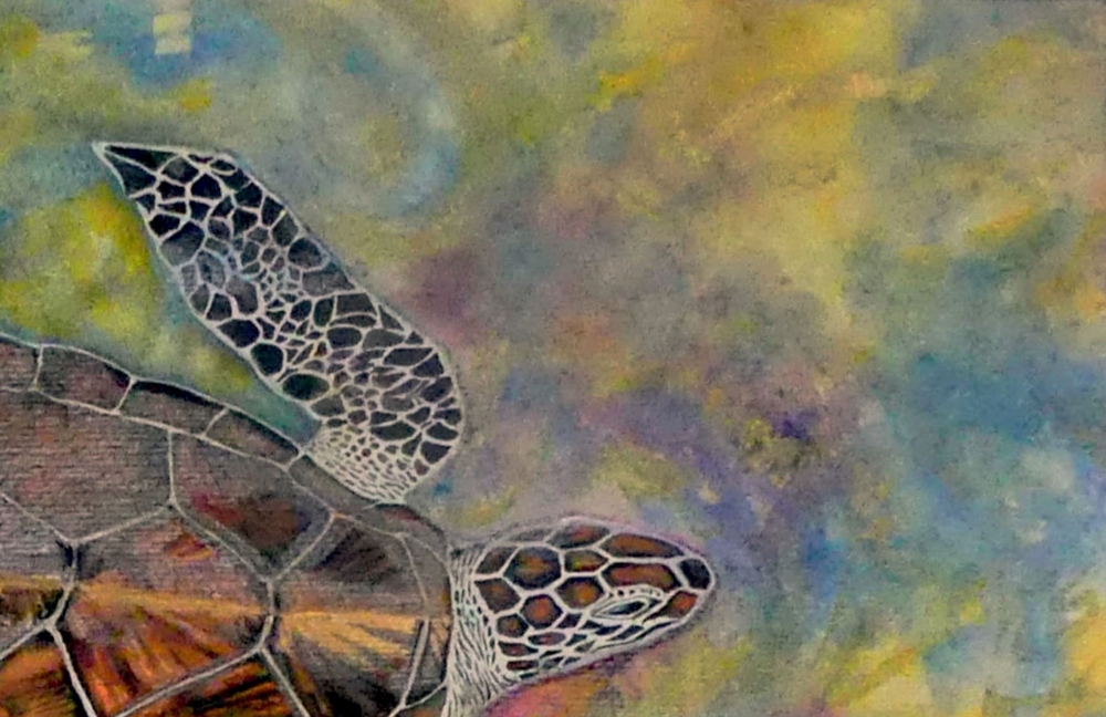 ' Liquid Light ' Hawksbill Turtle of Aldabra