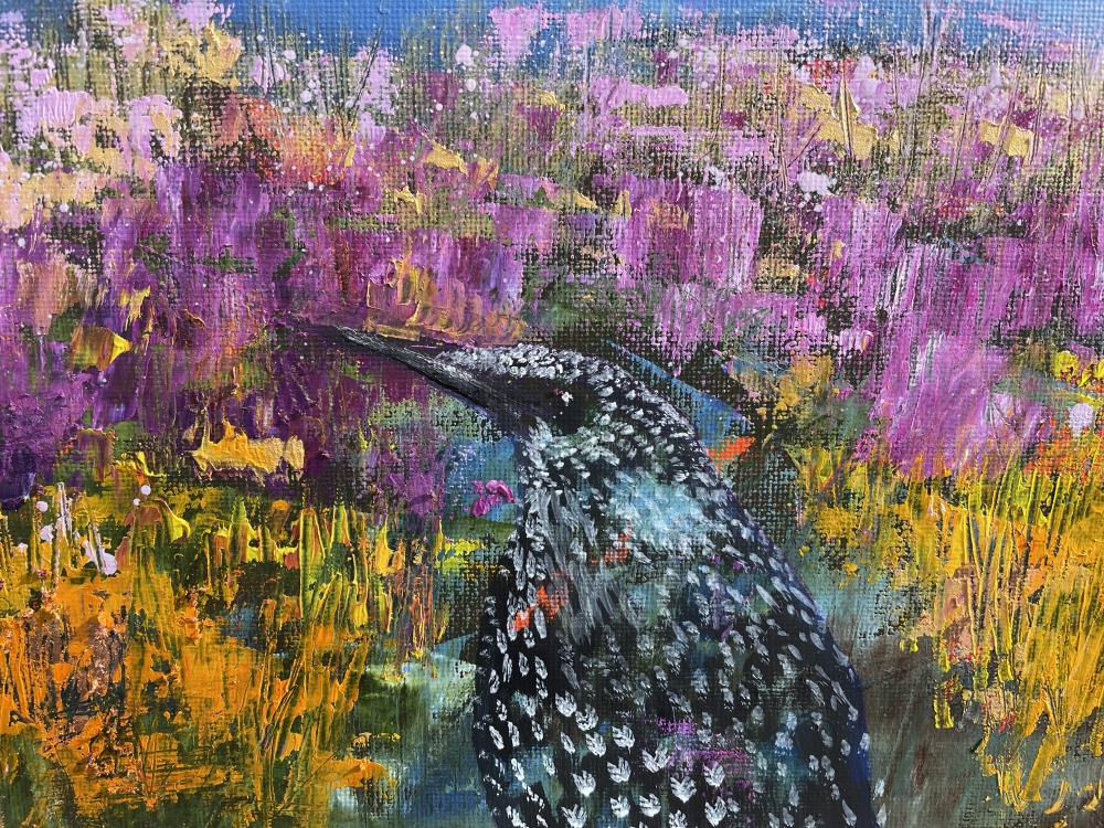 Starling on Dartmoor