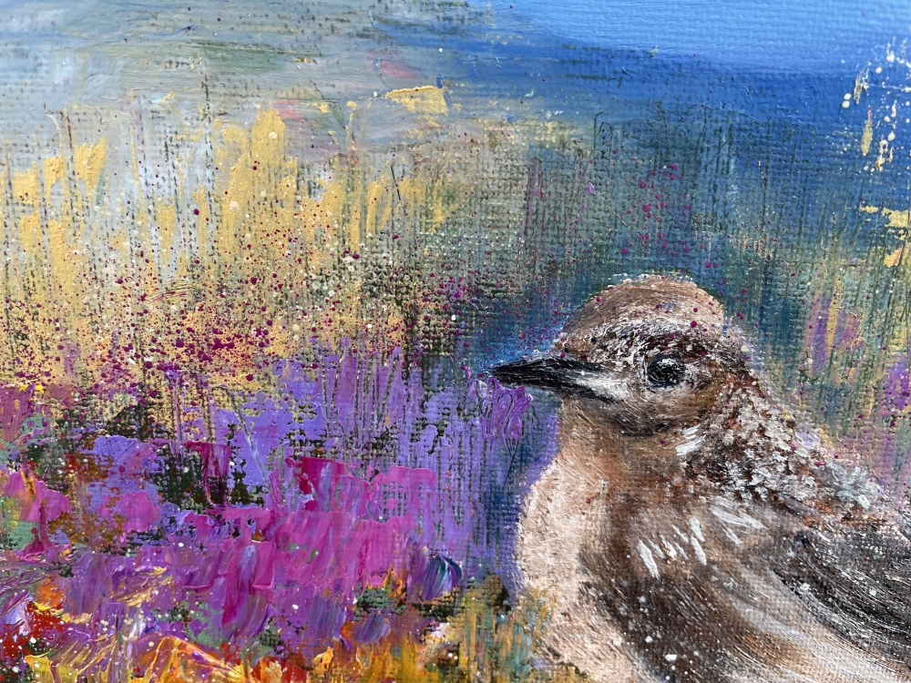 Female Blackbird on Dartmoor