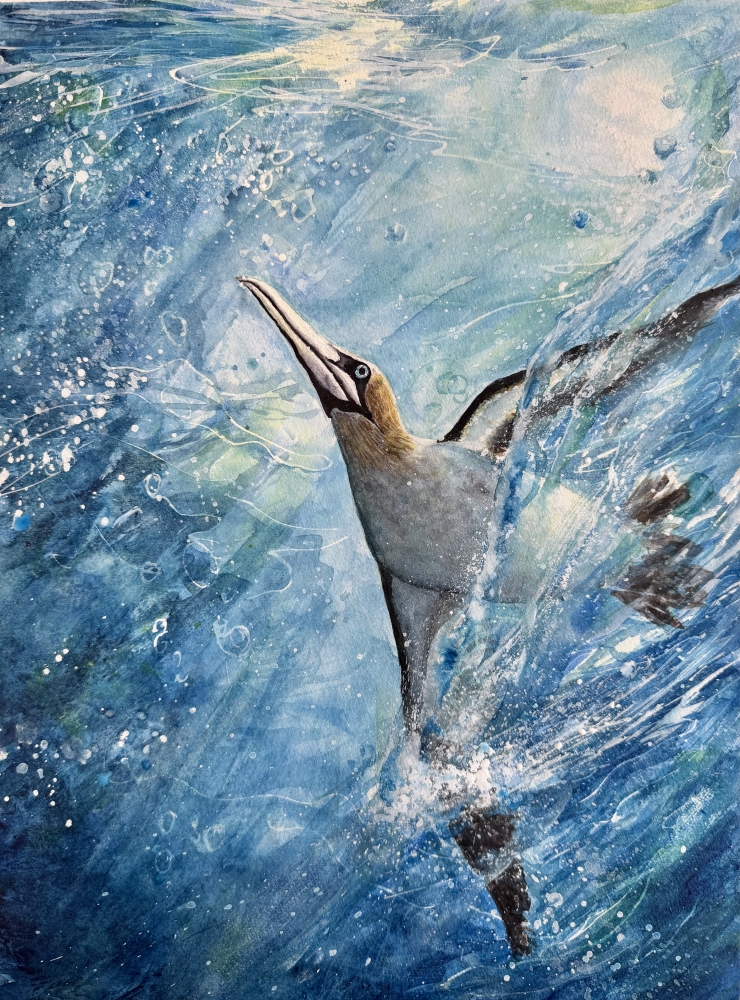 Soar