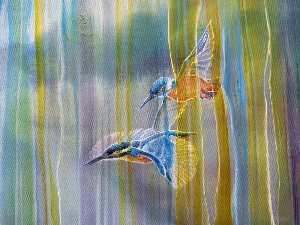 Kingfishers over the River Ouse 