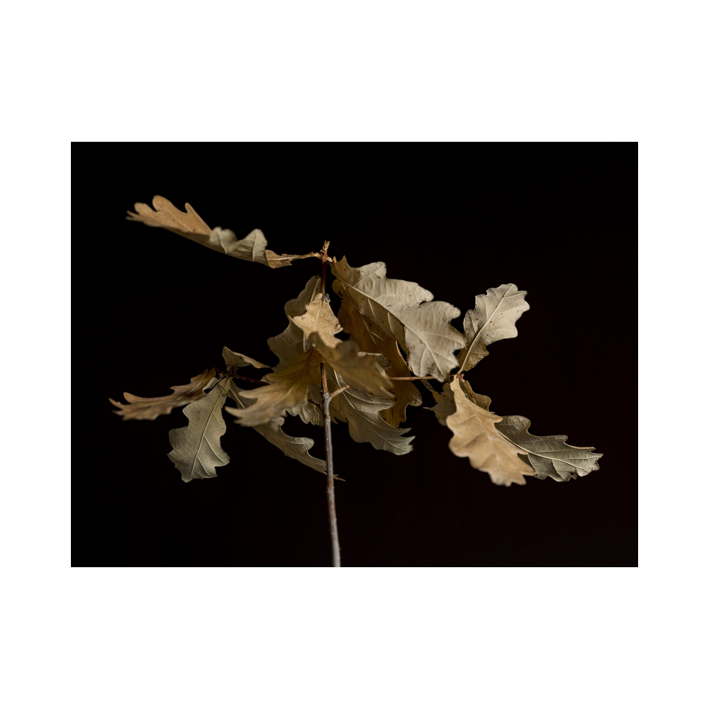 Oak Leaves