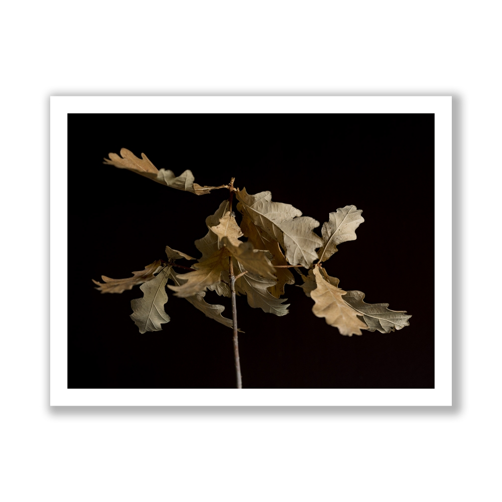 Oak Leaves