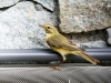 Phylloscopus Trochilus — Tignes — 40 × 30 cm