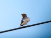 Hirundo Rustica — Cheny — 70 × 50 cm