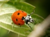 Seven-spot Ladybird in Joigny