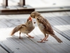 House Sparrow in Tignes — 40 × 30 cm