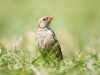 House Sparrow in 20250812 — 60 × 40 cm