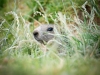 Marmota Marmota — 20250811 — 70 × 50 cm