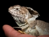 Crotaphytus Collaris — 20251115-2025-11-15 — 70 × 50 cm