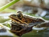 Water Frog in Mézières-en-Brenne — 40 × 30 cm