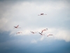 Phoenicopterus Roseus — 20251201 — 70 × 50 cm