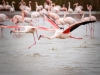 Phoenicopterus Roseus — 20251201 — 40 × 30 cm