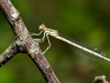 Platycnemis Pennipes — 20250722 — 70 × 50 cm