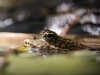 Water Frog in Etival — 70 × 50 cm