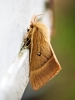 Lasiocampa Quercus — Cheny — 40 × 60 cm