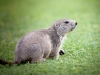 Marmota Marmota — 20250811 — 40 × 30 cm