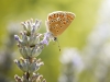 Common Blue Butterfly in Cheny — 40 × 30 cm