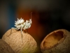 Pseudocreobotra Lestoni — 40 × 30 cm