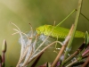 Sickle-bearing Bush-cricket in Frasne — 70 × 50 cm