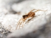 Pardosa Spec. — Les Bordes — 60 × 40 cm