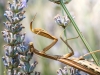 European Praying Mantis in Venoy — 70 × 50 cm