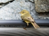 Phylloscopus Trochilus — Tignes — 40 × 30 cm