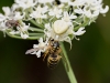 Misumena Vatia — 20250722 — 40 × 30 cm