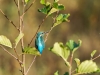 Alcedo Atthis 03 — Vergigny — 70 × 50 cm