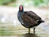 Gallinula Chloropus — Bois de Boulognes — 40 × 30 cm