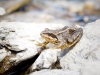 Rana Temporaria — 20250812 — 60 × 40 cm