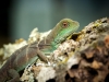 Physignathus Cocincinus — 20251115-2025-11-15 — 60 × 40 cm