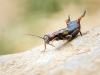Anechura Bipunctata — 20250812 — 60 × 40 cm