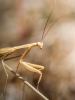 European Praying Mantis in Cheny — 30 × 40 cm