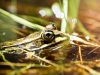 Water Frog in Mézières-en-Brenne — 60 × 40 cm
