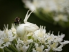 Misumena Vatia — 20250722 — 70 × 50 cm