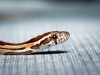 Pantherophis Guttatus — 20251115-2025-11-15 — 40 × 30 cm