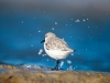 Calidris Alba — 20251205 — 70 × 50 cm
