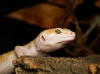 Eublepharis Macularius — 20251114-2025-11-15 — 70 × 50 cm